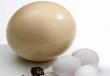 Полезны ли яйца детям Со скольки месяцев можно давать яичный белок